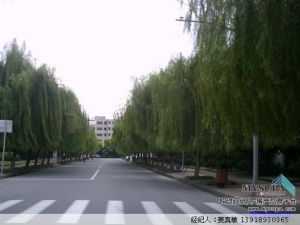 寶山八村 寶山八村