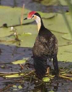 雞冠水雉 雞冠水雉