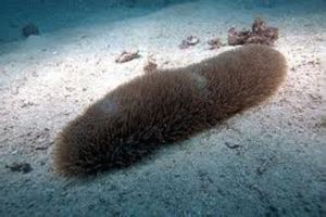 舌頭珊瑚 舌頭珊瑚