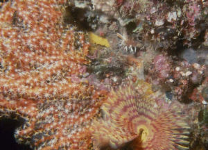 橙紅角珊瑚