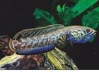 蛇頭魚