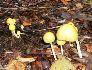 糞銹傘科 糞銹傘科