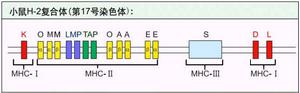 （圖）小鼠H-2複合體結構示意圖 