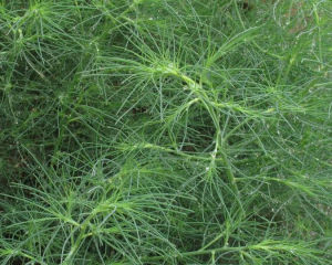 豬毛菜族 豬毛菜族