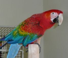 紅寶石金剛鸚鵡 紅寶石金剛鸚鵡