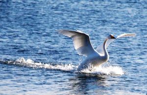 榮城天鵝湖 榮城天鵝湖
