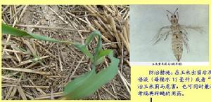 玉米薊馬 玉米薊馬