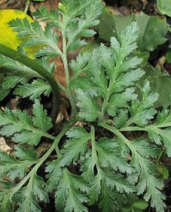 雲南小陰地蕨 雲南小陰地蕨