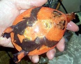 歐氏圓鱉 歐氏圓鱉