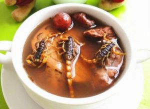 土茯苓燉蠍子 土茯苓燉蠍子