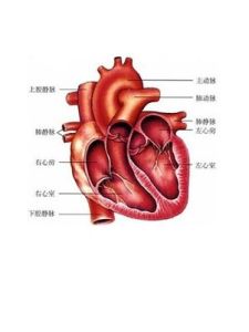 心動過速 心動過速