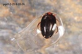 寬弧龍虱 寬弧龍虱