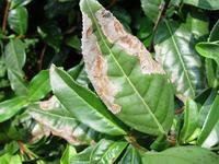 茶雲紋葉枯病 茶雲紋葉枯病