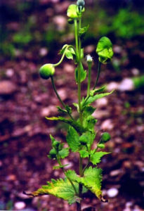 墨脫烏頭 墨脫烏頭
