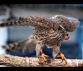 貓與鷹相鬥 貓與鷹相鬥