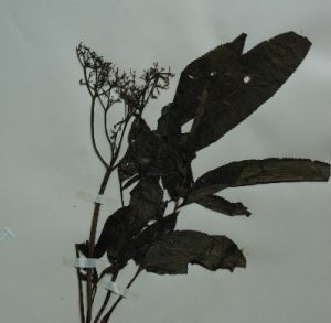 黃花鬼吹簫 黃花鬼吹簫