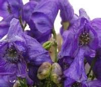 聶拉木烏頭 聶拉木烏頭