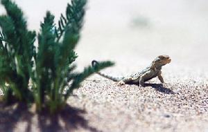 （圖）西藏沙蜥