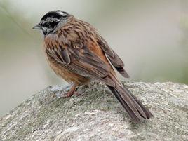 灰眉岩鵐 灰眉岩鵐