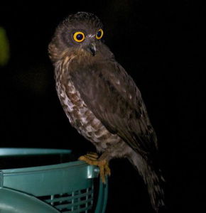 鷹鴞爪哇島亞種 鷹鴞爪哇島亞種