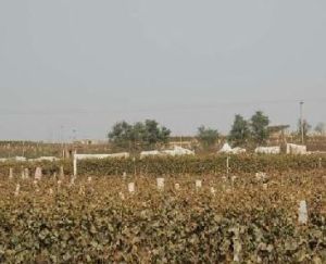 北丁家村 北丁家村