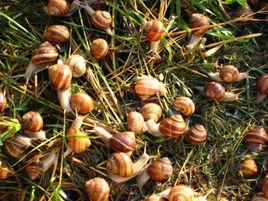 蓋罩大蝸牛 蓋罩大蝸牛