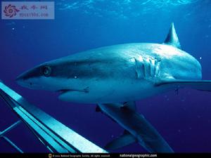 馬紹爾群島共和國