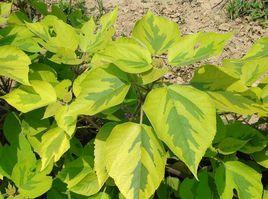 金蝴蝶構樹 金蝴蝶構樹