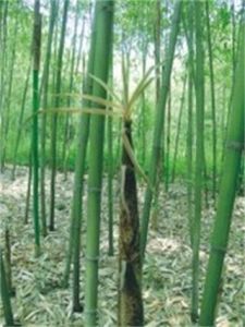 五月季竹 五月季竹