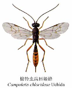 棉鈴蟲齒唇姬蜂 棉鈴蟲齒唇姬蜂