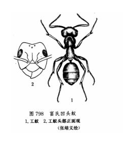 富氏凹頭蟻 富氏凹頭蟻