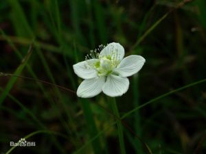 似長瓣梅花草 似長瓣梅花草