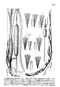 球序香蒲（新疆植物檢索表）圖版2: 15-16