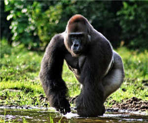 東部大猩猩 東部大猩猩