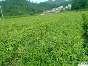 矮千斤拔 矮千斤拔