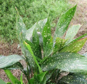 洞生蜘蛛抱蛋 洞生蜘蛛抱蛋