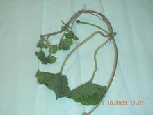 伸筋藤[伸筋藤]