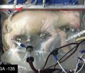 四周后的羊羔胎兒