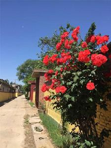 劉溝村[河南省禹州市火龍鎮下轄村]