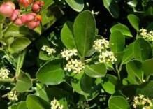 靈香假衛矛 靈香假衛矛