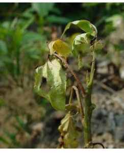 甘薯瘟病 甘薯瘟病