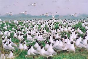 鄂爾多斯國家級自然保護區 鄂爾多斯國家級自然保護區