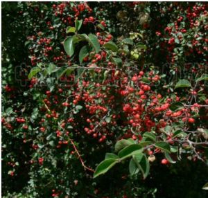 康巴栒子 康巴栒子