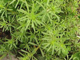 豬殃殃[豬殃殃]