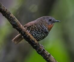 銹喉鷯鶥 銹喉鷯鶥