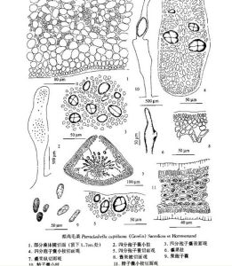 擬雞毛菜 擬雞毛菜