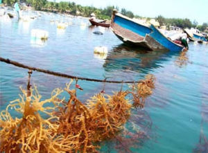 瓊海麒麟菜保護區 瓊海麒麟菜保護區