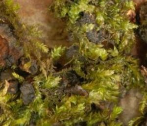 長枝平灰蘚 長枝平灰蘚