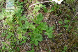 岷山銀蓮花 岷山銀蓮花