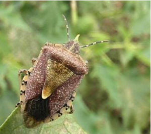 三點盲蝽 三點盲蝽